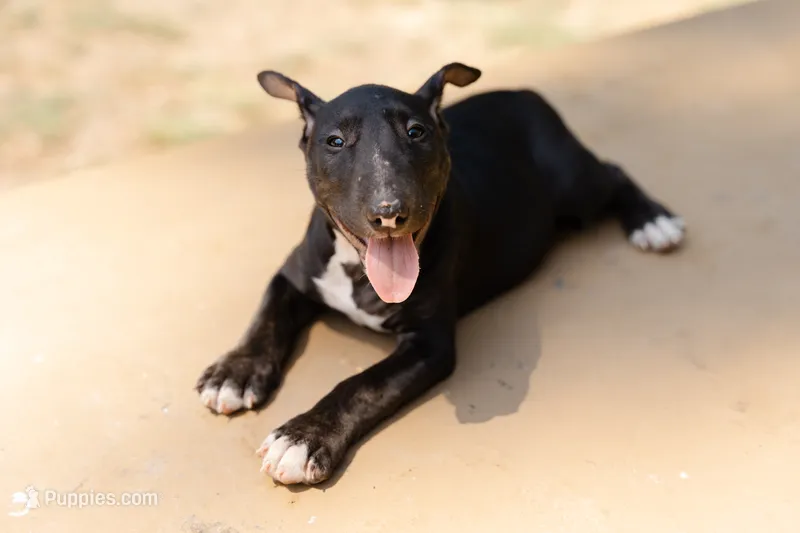 Olive – Bull Terrier puppy on hold in Riverside, CA