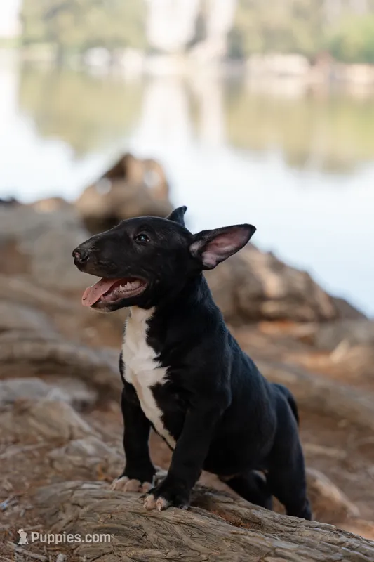 Shadow – Bull Terrier puppy for sale in Riverside, CA