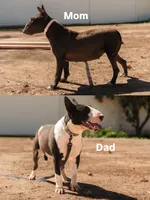 Pepper, a female Bull Terrier for sale in Riverside, CA – 3 of 4