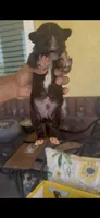 Shadow, a male Bull Terrier for sale in Riverside, CA – 2 of 6