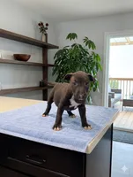 Olive, a female Bull Terrier for sale in Riverside, CA – 1 of 4