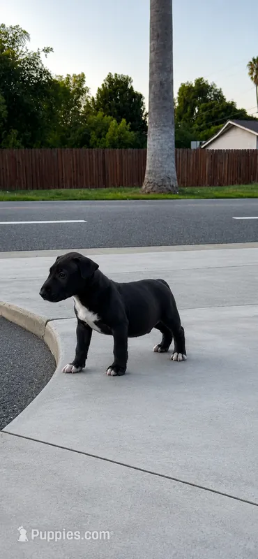 Shadow – Bull Terrier puppy for sale in Riverside, CA