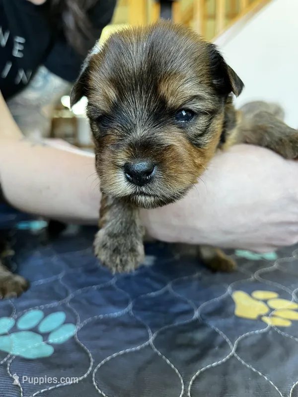 Chocolate boy – Yorkshire Terrier puppy for sale in Wellington, CO