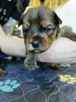 Chocolate boy, a male Yorkshire Terrier for sale in Wellington, CO – Photo 1 of 10