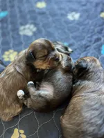 Chocolate boy, a male Yorkshire Terrier for sale in Wellington, CO – Photo 7 of 10