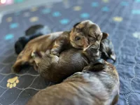 Chocolate boy, a male Yorkshire Terrier for sale in Wellington, CO – Photo 3 of 10