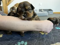 Chocolate boy, a male Yorkshire Terrier for sale in Wellington, CO – Photo 6 of 10