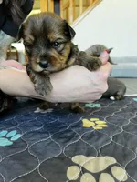 Chocolate boy, a male Yorkshire Terrier for sale in Wellington, CO – Photo 2 of 10