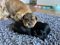 Chocolate boy, a male Yorkshire Terrier for sale in Wellington, CO – Photo 5 of 10