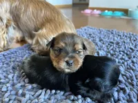 Chocolate boy, a male Yorkshire Terrier for sale in Wellington, CO – Photo 4 of 10