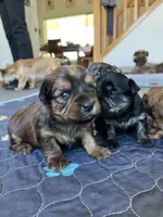 Chocolate girl, a male Yorkshire Terrier for sale in Wellington, CO – Photo 6 of 9