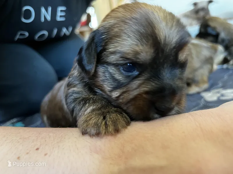 Chocolate girl – Yorkshire Terrier puppy for sale in Wellington, CO