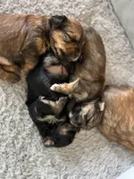 Chocolate girl, a male Yorkshire Terrier for sale in Wellington, CO – Photo 3 of 9