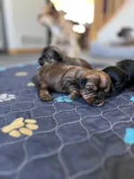 Chocolate girl, a male Yorkshire Terrier for sale in Wellington, CO – Photo 2 of 9