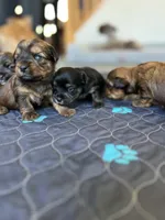Chocolate girl, a male Yorkshire Terrier for sale in Wellington, CO – Photo 5 of 9