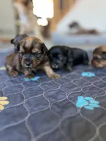 Chocolate girl, a male Yorkshire Terrier for sale in Wellington, CO – Photo 4 of 9