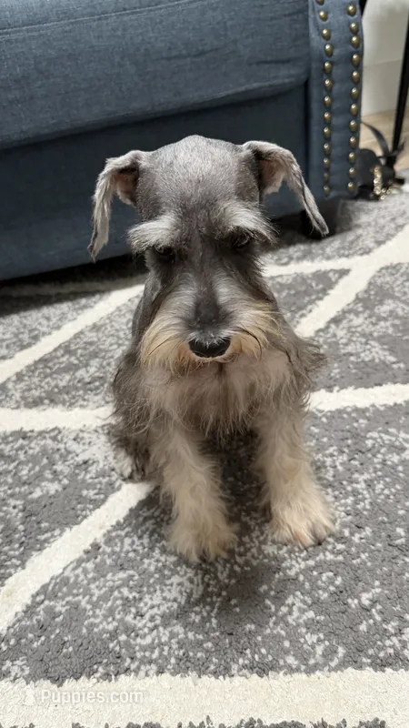 Mini schnauzer - Junior 1 – Miniature Schnauzer puppy for sale in Boerne, TX