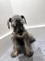 Mini schnauzer - charcoal junior, a male Miniature Schnauzer for sale in Boerne, TX – 6 of 10