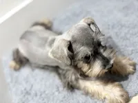 Mini schnauzer - chubby, a male Miniature Schnauzer for sale in Boerne, TX – 4 of 10