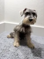 Mini schnauzer - chubby, a male Miniature Schnauzer for sale in Boerne, TX – 3 of 10