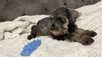 Mini schnauzer - charcoal junior, a male Miniature Schnauzer for sale in Boerne, TX – 10 of 10