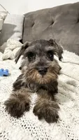 Mini schnauzer - charcoal junior, a male Miniature Schnauzer for sale in Boerne, TX – 2 of 10