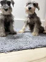 Mini schnauzer - chubby, a male Miniature Schnauzer for sale in Boerne, TX – 6 of 10