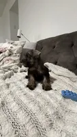 Mini schnauzer - charcoal junior, a male Miniature Schnauzer for sale in Boerne, TX – 3 of 10