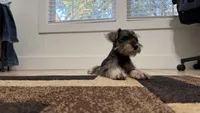 Mini schnauzer - chubby, a male Miniature Schnauzer for sale in Boerne, TX – 9 of 10