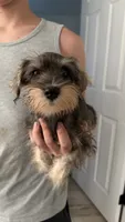 Mini schnauzer - chubby, a male Miniature Schnauzer for sale in Boerne, TX – 7 of 10