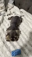 Mini schnauzer - chubby, a male Miniature Schnauzer for sale in Boerne, TX – 10 of 10