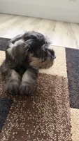 Mini schnauzer - charcoal junior, a male Miniature Schnauzer for sale in Boerne, TX – 4 of 10