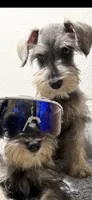 Mini schnauzer - chubby, a male Miniature Schnauzer for sale in Boerne, TX – 2 of 10