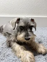 Mini schnauzer - chubby, a male Miniature Schnauzer for sale in Boerne, TX – 5 of 10