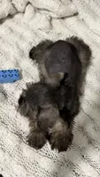 Mini schnauzer - charcoal junior, a male Miniature Schnauzer for sale in Boerne, TX – 9 of 10