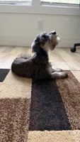 Mini schnauzer - charcoal junior, a male Miniature Schnauzer for sale in Boerne, TX – 5 of 10