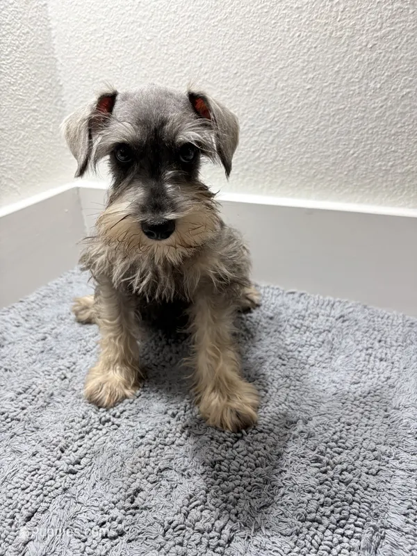Mini schnauzer - chubby – Miniature Schnauzer puppy for sale in Boerne, TX
