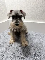 Mini schnauzer - chubby, a male Miniature Schnauzer for sale in Boerne, TX – 1 of 10
