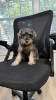 Mini schnauzer - chubby, a male Miniature Schnauzer for sale in Boerne, TX – 8 of 10