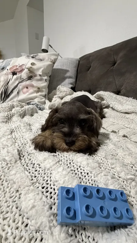 Mini schnauzer - charcoal junior – Miniature Schnauzer puppy for sale in Boerne, TX