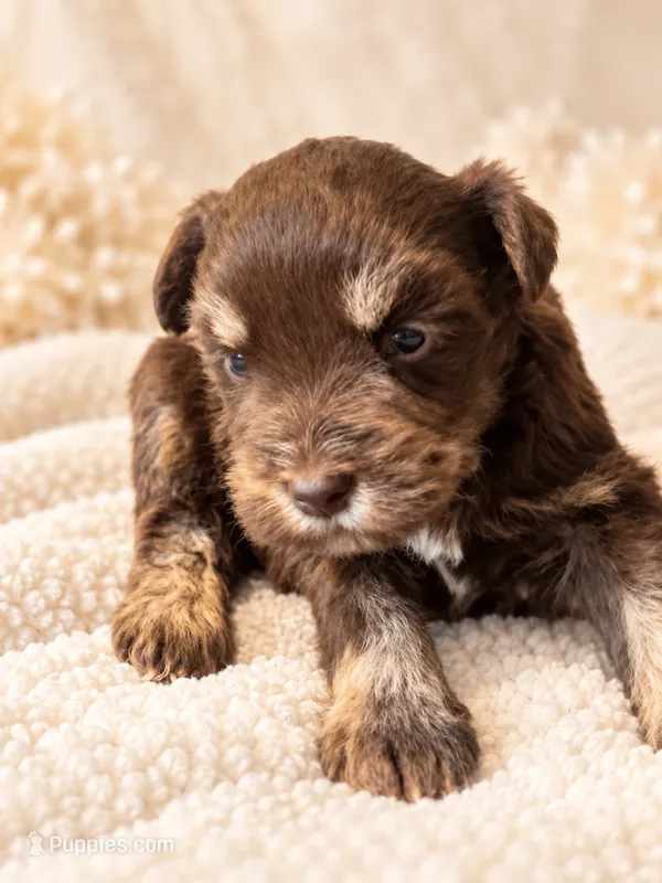 Mercedes-AKC – Miniature Schnauzer puppy for sale in Milwaukee, WI