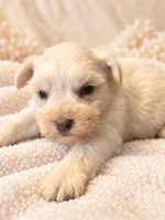 Bentley-AKC, a male Miniature Schnauzer for sale in Milwaukee, WI – 6 of 8