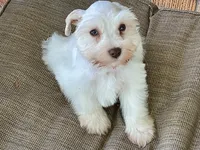 Bentley-AKC, a male Miniature Schnauzer for sale in Milwaukee, WI – 4 of 8