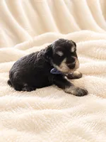Aston-AKC, a male Miniature Schnauzer for sale in Milwaukee, WI – 2 of 3