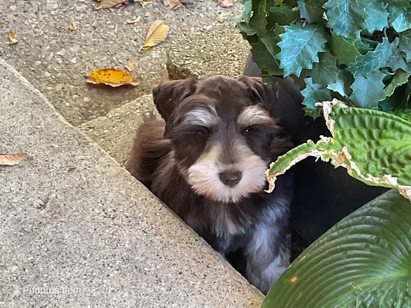 Aston-AKC – Miniature Schnauzer puppy for sale in Milwaukee, WI