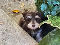 Aston-AKC, a male Miniature Schnauzer for sale in Milwaukee, WI – 1 of 7
