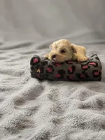 Bentley-AKC, a male Miniature Schnauzer for sale in Milwaukee, WI – 2 of 5