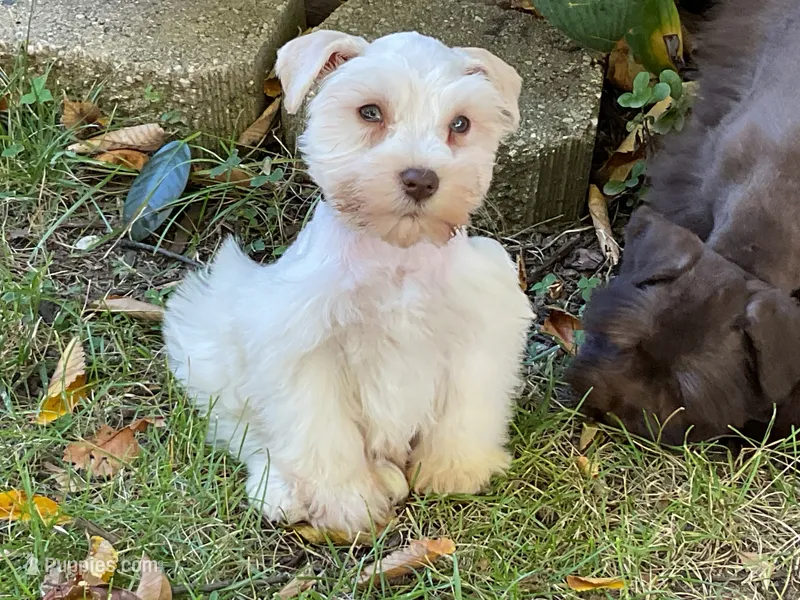 Bentley-AKC – Miniature Schnauzer puppy for sale in Milwaukee, WI