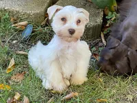 Bentley-AKC, a male Miniature Schnauzer for sale in Milwaukee, WI – 1 of 8