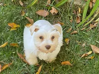 Bentley-AKC, a male Miniature Schnauzer for sale in Milwaukee, WI – 2 of 8